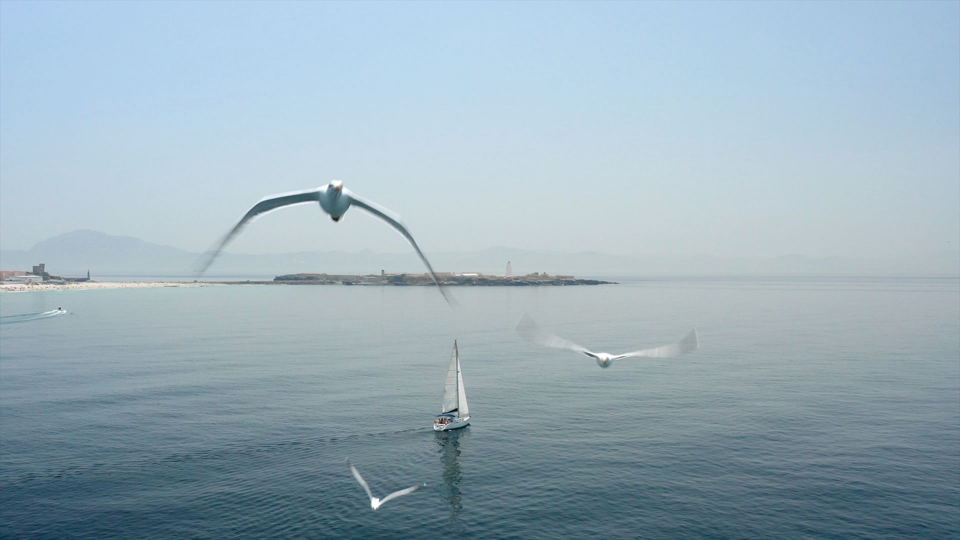 Gaviotas sobrevolando el velero frente a la Isla de Tarifa