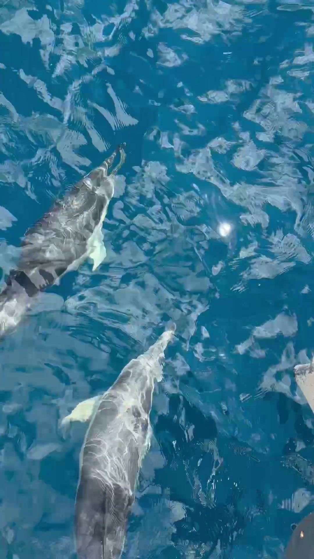 Common dolphins swimming alongside the bow of the YEMAYA in the Strait of Gibraltar