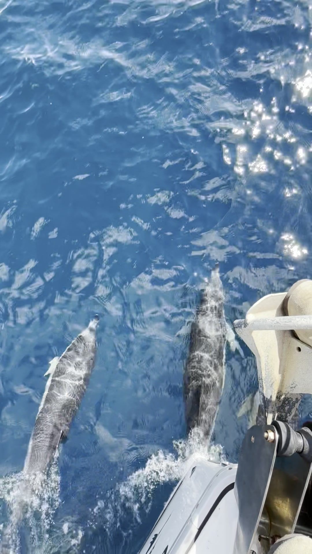 Two dolphins swimming alongside the bow of the boat in the Bay of Algeciras